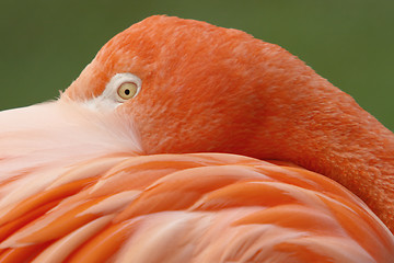 Image showing Pink Flamingo