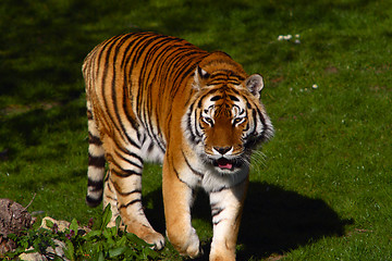 Image showing Siberian Tiger