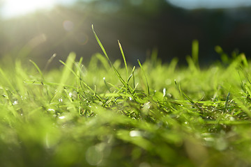 Image showing Fressh green Grass outdoors