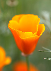 Image showing orange flower eshsholtsiya