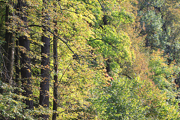 Image showing Autumn yellow forest green