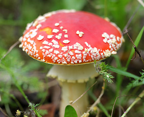 Image showing big red fly agaric