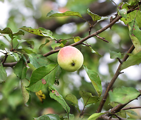 Image showing Apple hanging on a tree branch