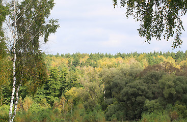 Image showing Autumn yellow forest green