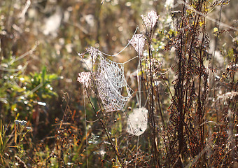 Image showing Spider web with drops