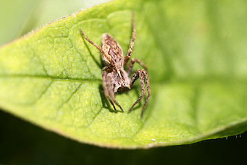 Image showing A small brown spider