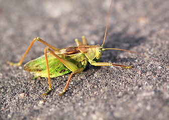 Image showing Large green grasshopper locust