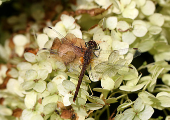 Image showing Large dragonfly on a flower