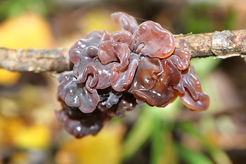 Image showing fungus resembling jelly mesenterica