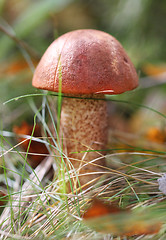 Image showing Mushroom with red hat
