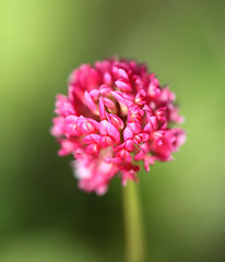 Image showing Beautiful red clover