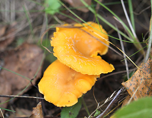 Image showing Delicacy chanterelle mushrooms