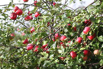 Image showing Many apples hanging on the branches