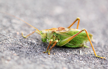 Image showing Large green grasshopper locust