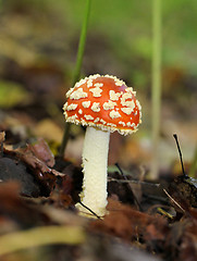 Image showing big red fly agaric