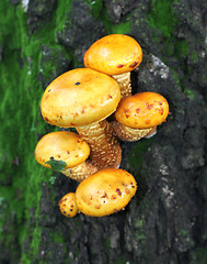 Image showing Yellow toadstool mushrooms on a tree