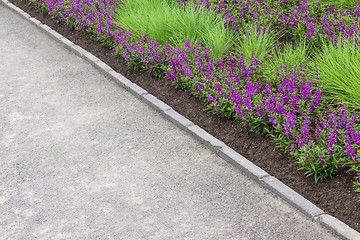 Image showing Purple flowers growing along the pathway