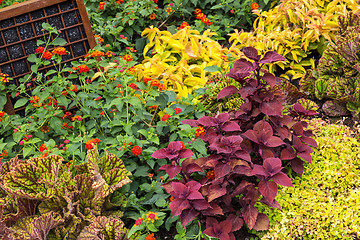 Image showing Colorful variety of plants in a garden