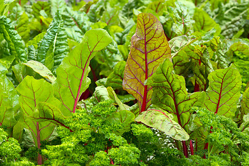 Image showing Vegetable garden with beet and parsley