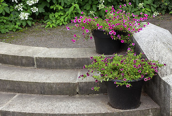 Image showing Stone steps decorated by flower pots