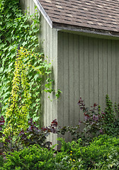 Image showing Ivy crawling up the house wall
