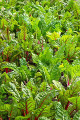 Image showing Beet growing in a vegetable garden