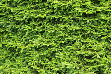 Image showing Fir tree background
