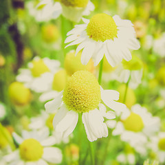 Image showing Retro look Chamomile