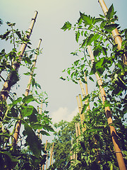 Image showing Retro look Tomato plants