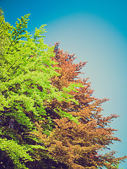 Image showing Retro look Tree plant