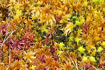 Image showing Different sphagnum mosses