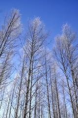 Image showing Frozen trees