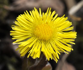 Image showing Coltsfoot