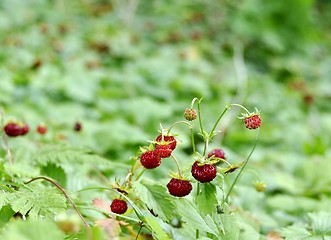 Image showing Wild strawberry field