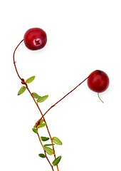 Image showing Craneberries