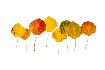 Image showing Autumn aspen leaves