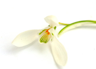 Image showing Snowdrop flower