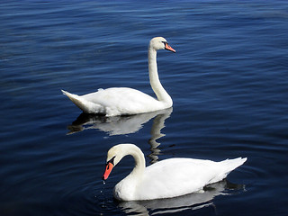 Image showing Swans