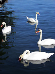 Image showing Swans