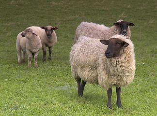 Image showing Sheep