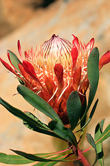 Image showing Pretty protea flower