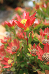 Image showing Leucadendron shrub flowering in the garden