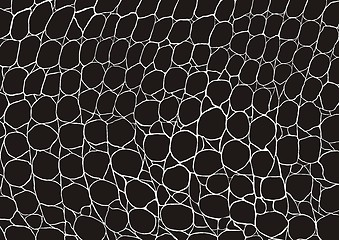 Image showing Image of black Crocodile skin texture