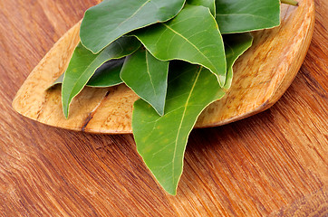 Image showing Bay Laurel Leaves