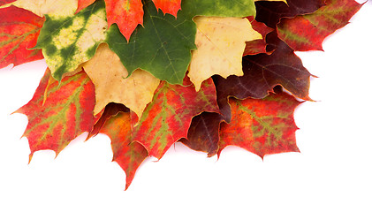 Image showing Maple Leaf