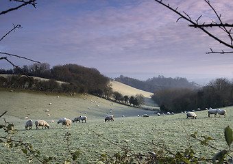 Image showing Frosty Sheep 2