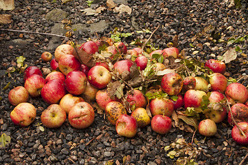 Image showing Windfall apples