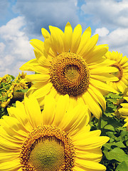 Image showing Sunflower field