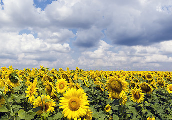 Image showing Sunflower field