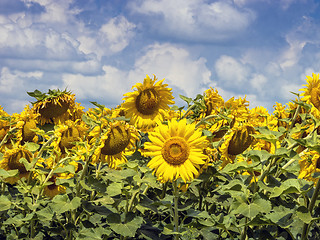 Image showing Sunflower field